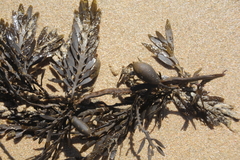 Carpophyllum maschalocarpum