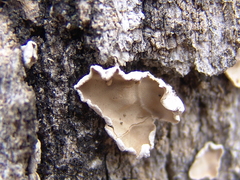Aleurodiscus oakesii image