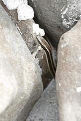 Pseudalsophis hoodensis