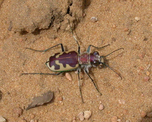 Big Sand Tiger Beetle photo 6