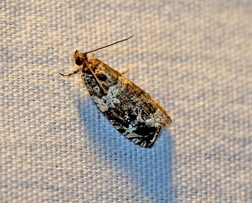 Banded Olethreutes Moth photo 3