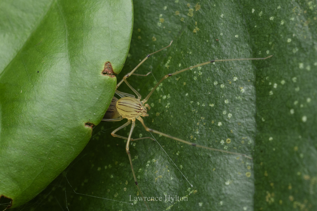 Scytodes pallida