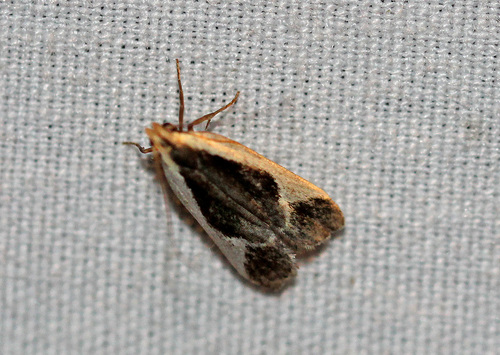 Cream-edged Dichomeris Moth and Allies photo 5