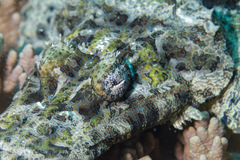 Cymbacephalus beauforti