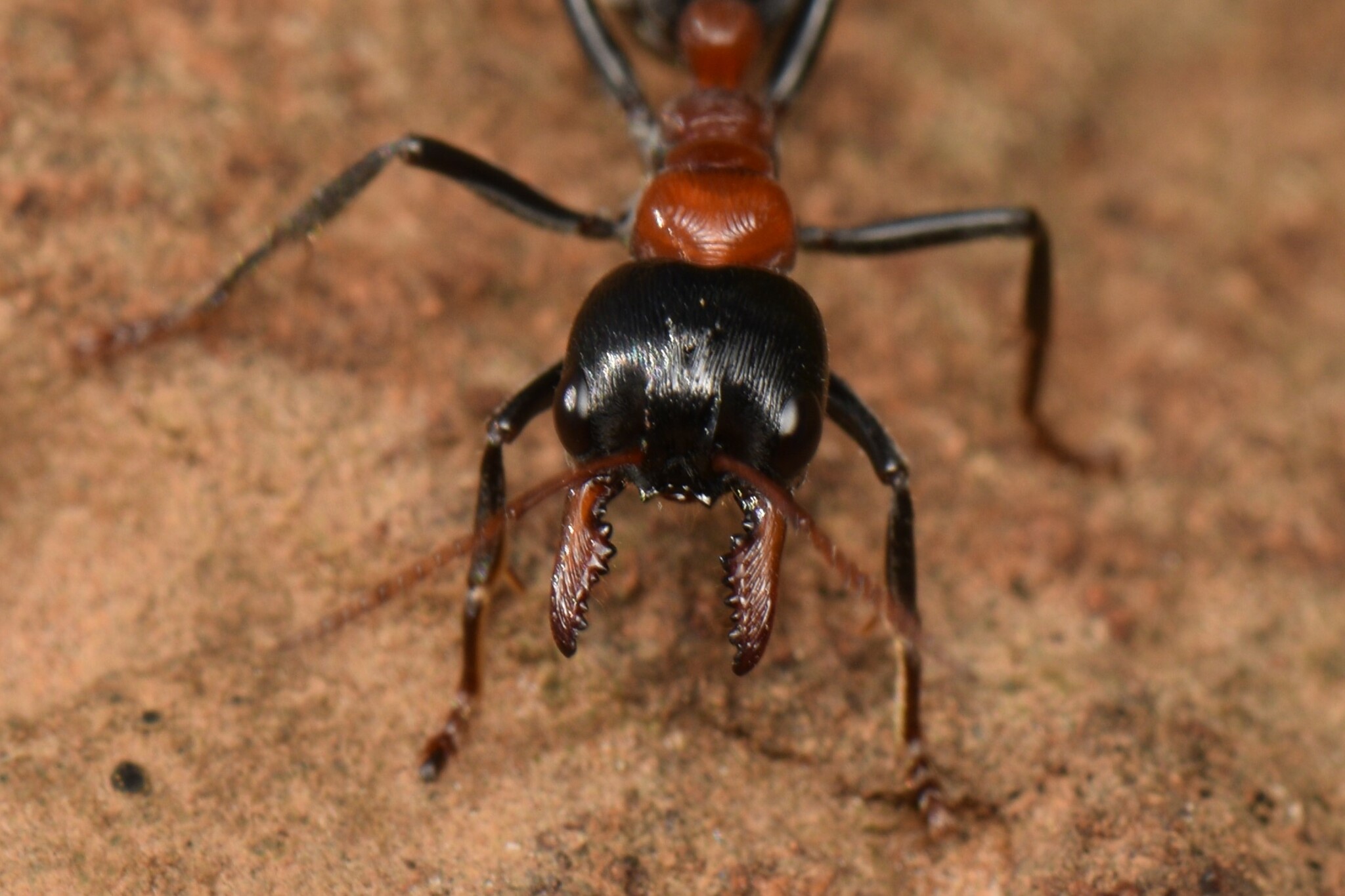 Myrmecia nobilis