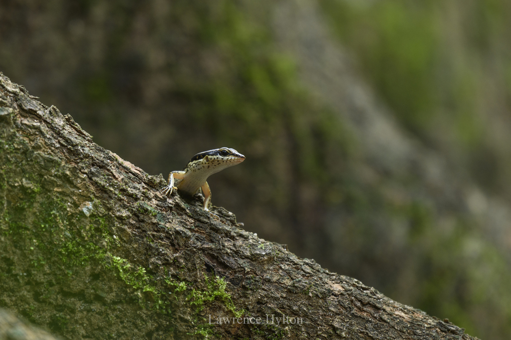Spotted Forest Skink