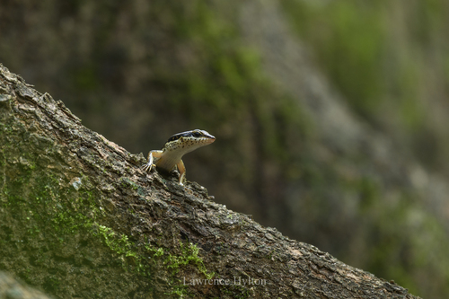 Spotted Forest Skink