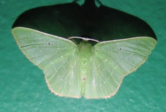Nemoria remota