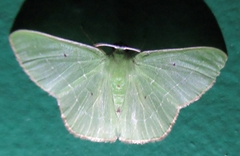 Nemoria remota