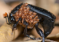 Nicrophorus nigrita