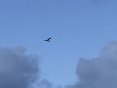 Falco sparverius