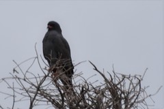 Rostrhamus sociabilis plumbeus