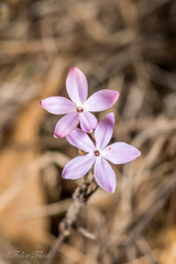 Pseuderanthemum praecox