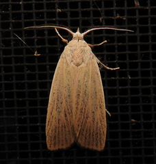 Palpidia pallidior