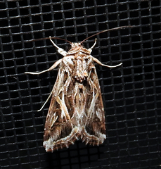 Spodoptera pulchella