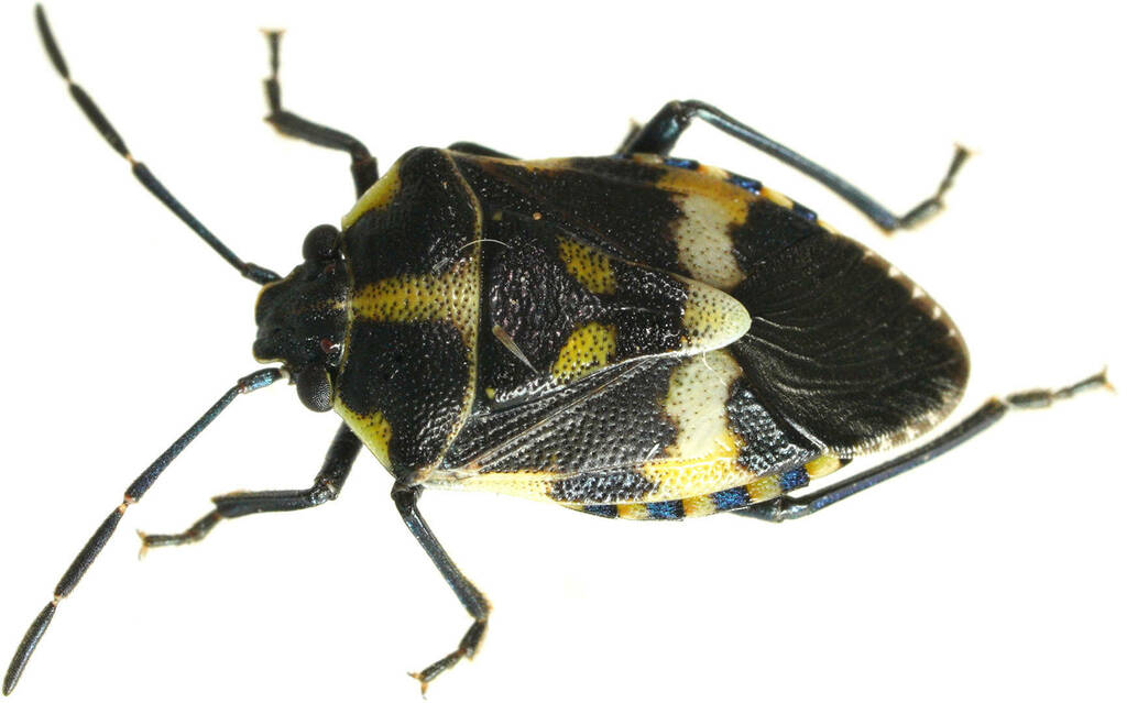Aplerotus grossi