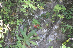 Fuchsia fulgens