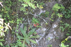 Fuchsia fulgens, photograph (c) Carlos Domínguez-Rodríguez, some rights reserved (CC BY)