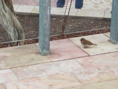 Passer domesticus