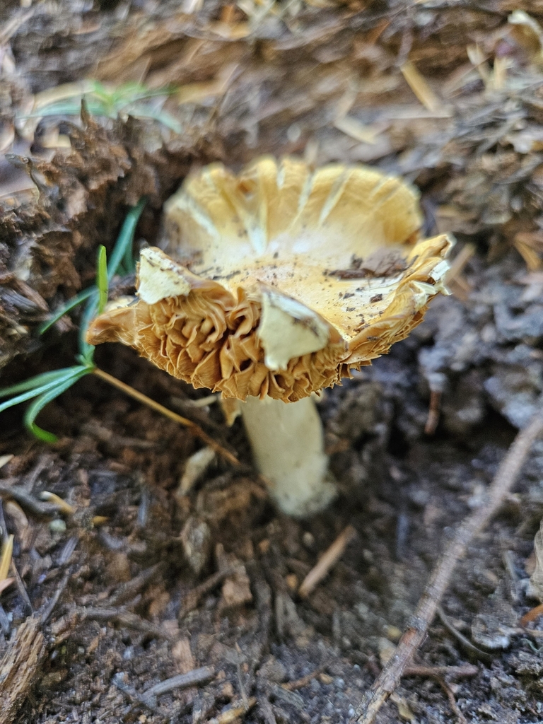 Cortinarius sp. 'Harrower53'
