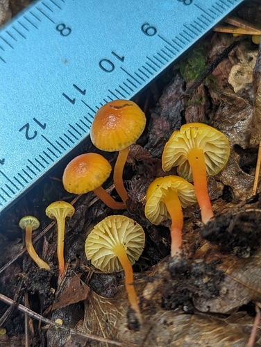 Hygrocybe parvula (Photo 3 of 3)
