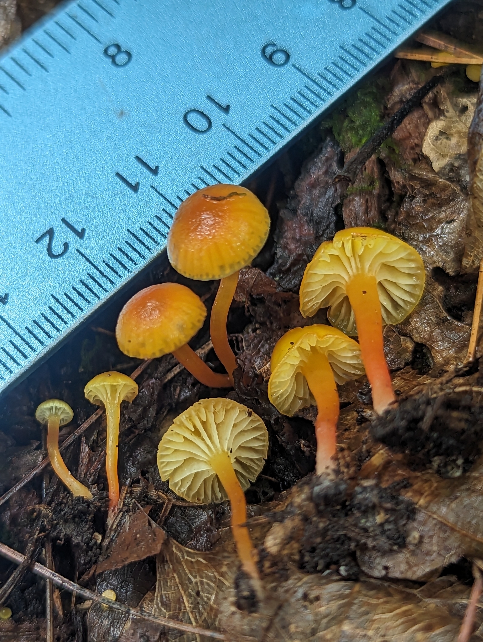 Hygrocybe parvula (Photo 3 of 3)