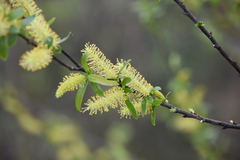 Salix caroliniana