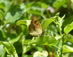 Lycaena enysii