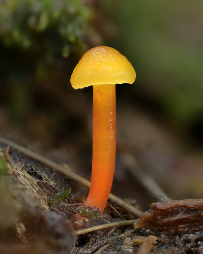 Hygrocybe parvula (Photo 2 of 3)