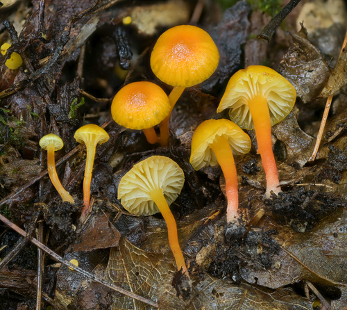 Hygrocybe parvula