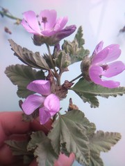 Tarasa capitata