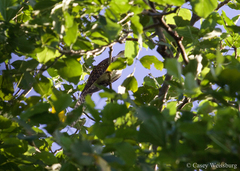 Urodynamis taitensis