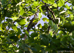 Urodynamis taitensis