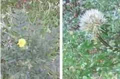 Taraxacum officinale
