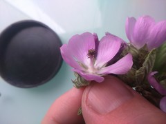 Tarasa capitata