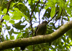 Aplonis tabuensis manuae