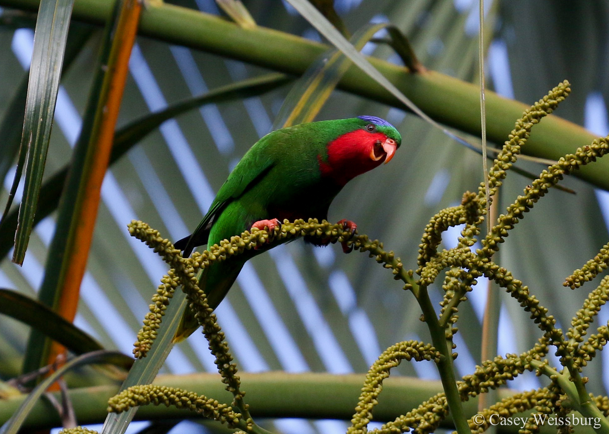 Blue-crowned Lorikeet illustration