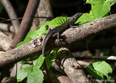 Emoia nigra