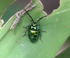 Chrysocoris eques