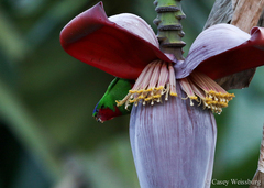 Vini australis
