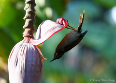 Foulehaio carunculatus