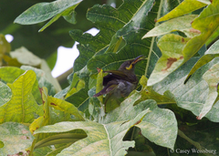 Foulehaio carunculatus