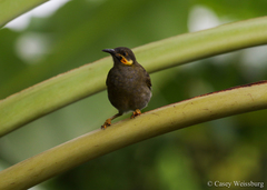 Foulehaio carunculatus