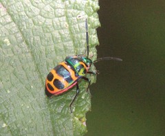 Chrysocoris fascialis