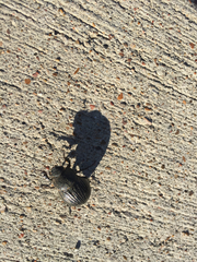 Phyllophaga cribrosa