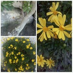 Asteraceae