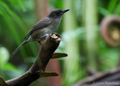 Fiji Shrikebill photo 4