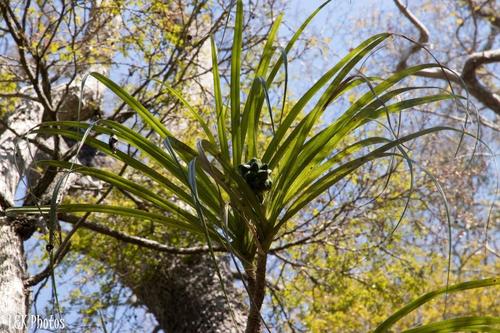 Pandanus aridus observed 2018-09-17