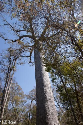 Adansonia grandidieri