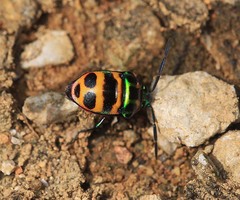 Chrysocoris fascialis